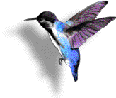 Zur�ck zur Hauprseite